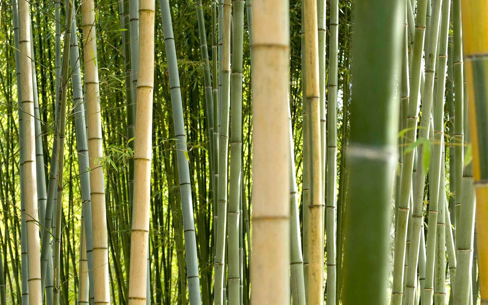 Bamboo forest